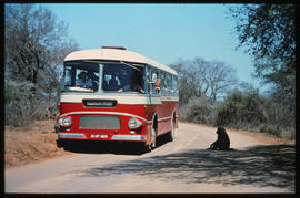 SAR Leyland Royal Tiger tour bus No MT16309 and baboon in game park.