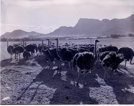 Oudtshoorn, 1947. Le Roux's Ostrich Farm.