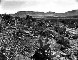 Graaff-Reinet district, 1950. Aloes in veld.