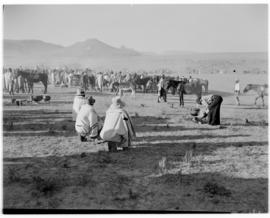 Basutoland, 12 March 1947. Basuto encampment. Huts and fires to heat tri pots.