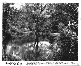 Barberton district, 1956. Trout breeding pool.