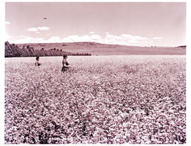 "Bethlehem district, 1963. Field in bloom."