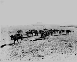Bethlehem district, 1946. Cattle.