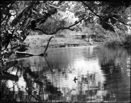 Tzaneen district, 1934. Duiwelskloof, river.