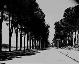 Paarl, 1945. Tree-lined road.