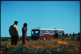 SAR Mercedes Benz tour bus and passengers amongst the flowers. SAS. Note left hand drive.