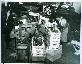 
Packing plums for the export market.
