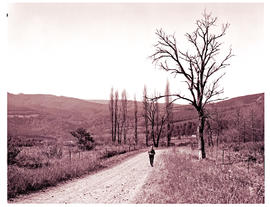 "Graskop district, 1968. Gravel road in open country."