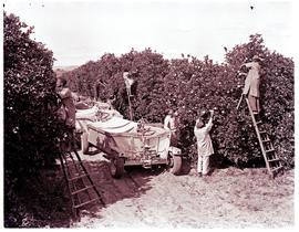 "Nelspruit district, 1963. Picking oranges."