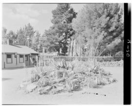 Maseru, Basutoland, 12 March 1947. Aloe rockery garden at station garden with Royal Train in the ...