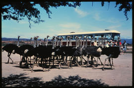 Oudtshoorn district, 1967. SAR Mercedes Benz tour bus at Highgate ostrich farm. Note left hand dr...