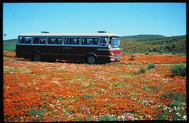 
SAR Mercedes Benz tour bus amidst flowers.
