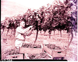 "De Doorns district, 1960. Picking and trimming grapes."