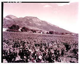 Paarl district, 1939. Vineyard.