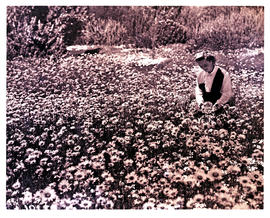 Paarl district, 1948. Meulwater wildflower reserve.