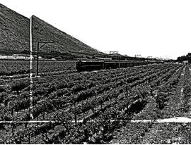 De Doorns, 1957. Passenger train in vineyards in the Hex River valley.