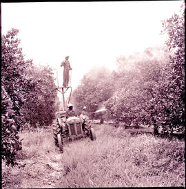 Nelspruit district, 1962. Spraying citrus grove from a Massey Ferguson tractor.