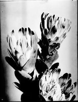 Caledon, 1929. Protea.