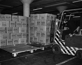 Cape Town, April 1971. Loading apples with forklift into cooling shed.