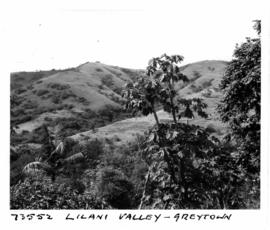 Greytown district, 1964. Lilani Valley.