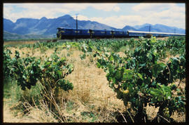 De Doorns district, 1987. Blue Train in the Hex River Valley.