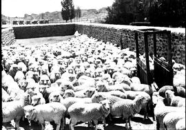 Graaff-Reinet district, 1922. Sheep in pens at Coloniesplaats.