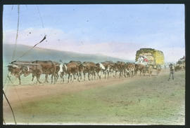 Ox-wagon with span of oxen.