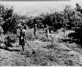 Barberton district, 1954. Hoeing tomatoes.