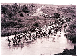 "Swaziland, 1931. Large group of Swazi warriers crossing river."