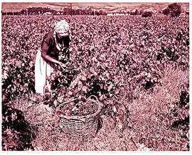 "Wolseley, 1970. Harvesting grapes."