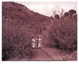Paarl district, 1952. Wildflower reserve.