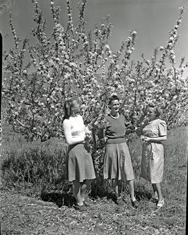 Montagu district, 1947. Apple blossoms at Koo.