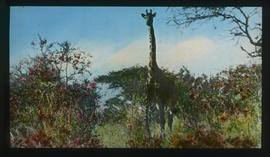 Kruger National Park. Giraffe.