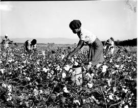 Barberton district, 1954. Cotton field at agricultural research station.