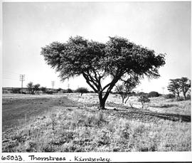 "Kimberley district, 1956. Thorn trees."