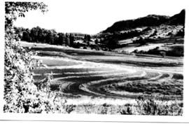 Louis Trichardt district, 1952. Cultivated lands.