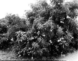 Tzaneen district, 1938. Mangoes on trees at Duiwelskloof.