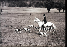 
Horse and dogs during Rand Hunt Club gathering.
