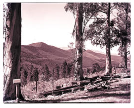 "Knysna district, 1952. Tree with marker next to forest road."