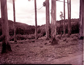 Tzaneen district, 1951. Magoebaskloof, plantation.