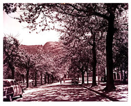 Paarl, 1952. Tree-lined street.
