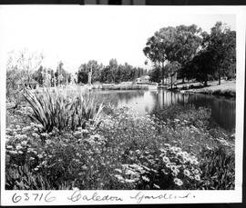 Caledon district, 1955. Wildflower garden.