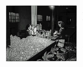 Paarl, 1945. Eau de Cologne facility at KWV, pouring into bottles.