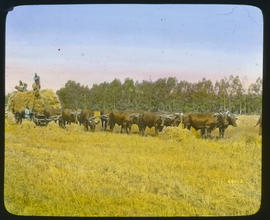 Hay wagon drawn by oxen.