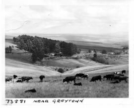 Greytown district, 1964. Grazing cattle.