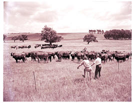 "Bethlehem district, 1960. Inspection of cattle at experimental farm."