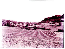 Louis Trichardt district, 1953. Farmlands.