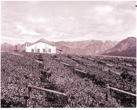 "De Doorns district, 1975. Farmstead and vineyards."
