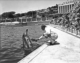 Port Elizabeth, 1968. Feeding a dolphin at oceanarium.