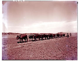 "Ladysmith district, 1950. Ploughing."